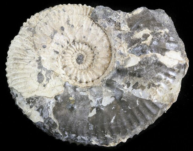 Wide Kosmoceras Ammonite - England #42640